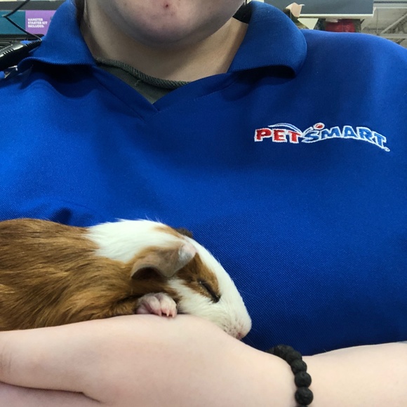 PetSmart Uniform Shirt 2XL Women’s cut - Picture 1 of 2